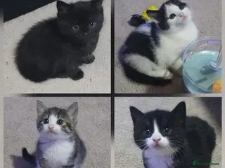 Mixed Breed cats Beautiful Kittens looking for forever homes - Advert 13