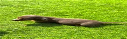 Miniature Dachshund dogs for sale: KC REGISTERED Long haired miniature dachshunds  - Advert 6