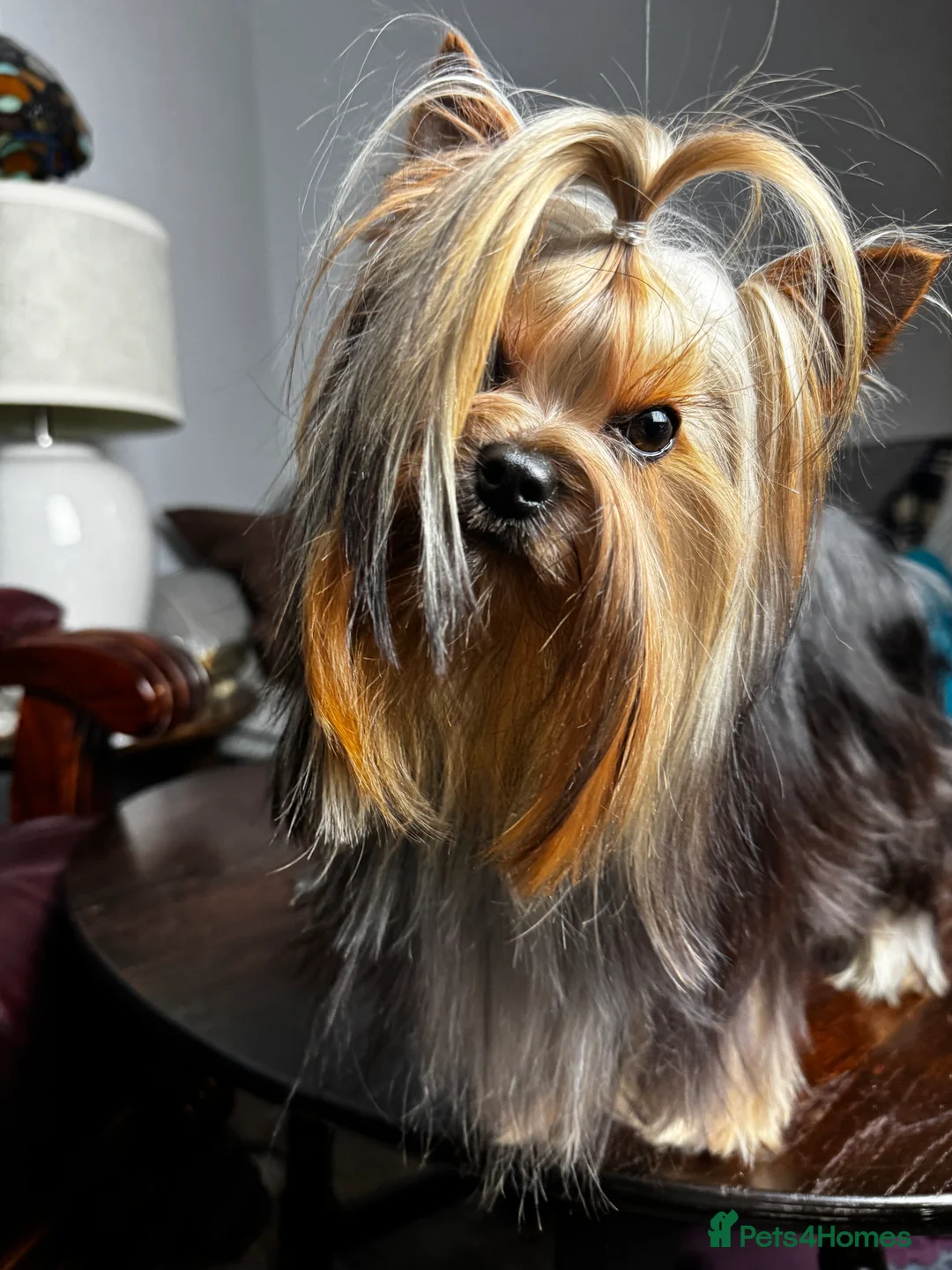 Yorkshire Terrier dogs for stud: Miniature Show boy  1,8 kg !  in Camberley - Advert 14