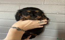 Miniature Dachshund dogs for sale: Miniature Longhaired Dachshund  - Image 4