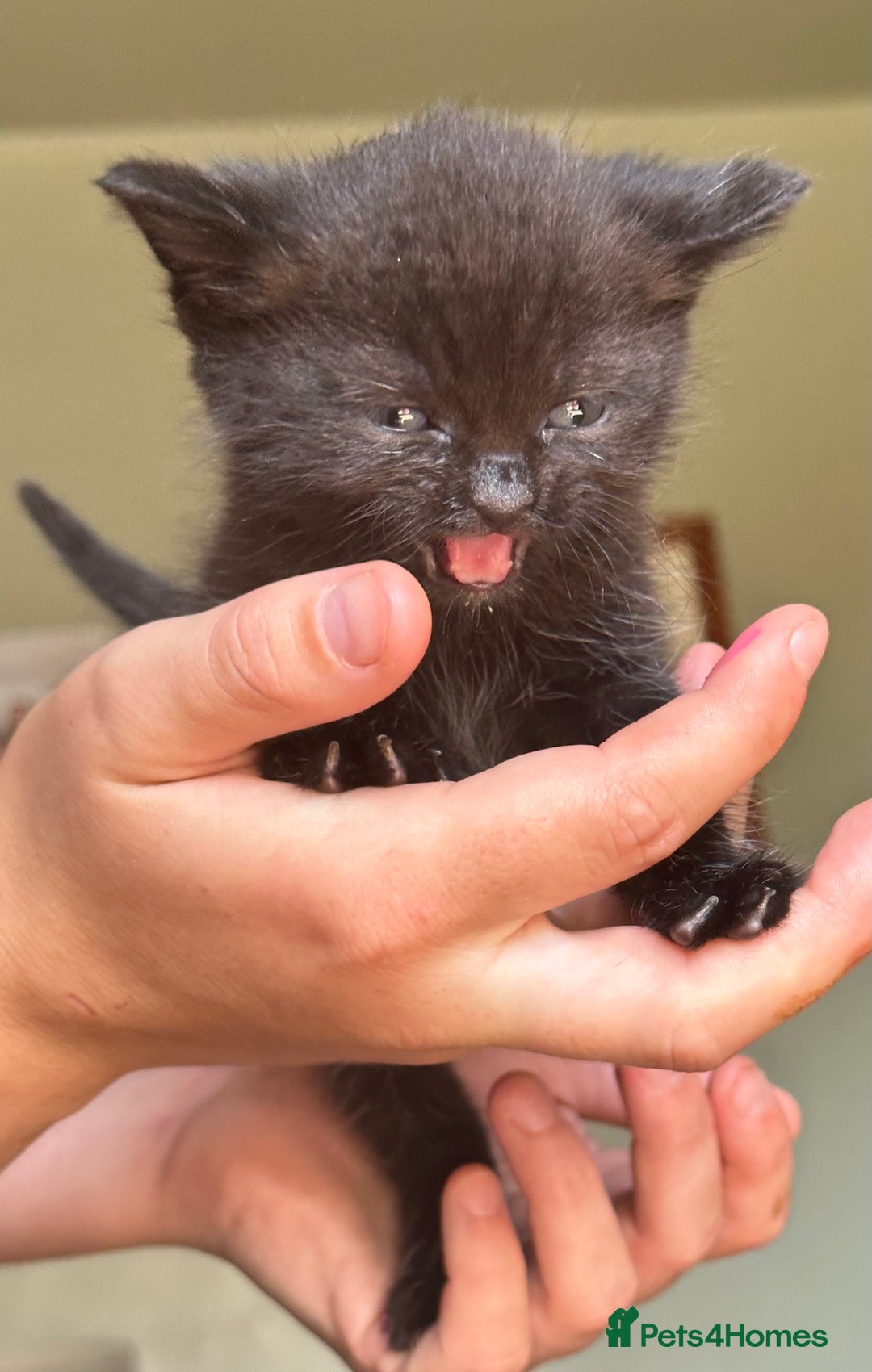 British Shorthair cats for sale: British blue short hair x ragdoll kittens - Image 9