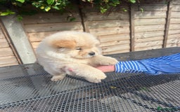 Chow Chow dogs for sale: Chow chow  - Image 9