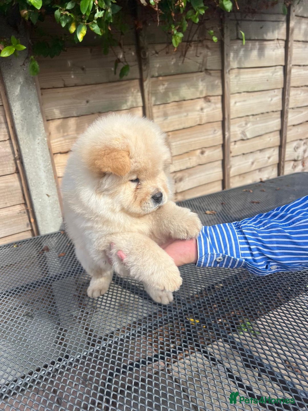 Chow Chow dogs for sale: Chow chow  - Image 9