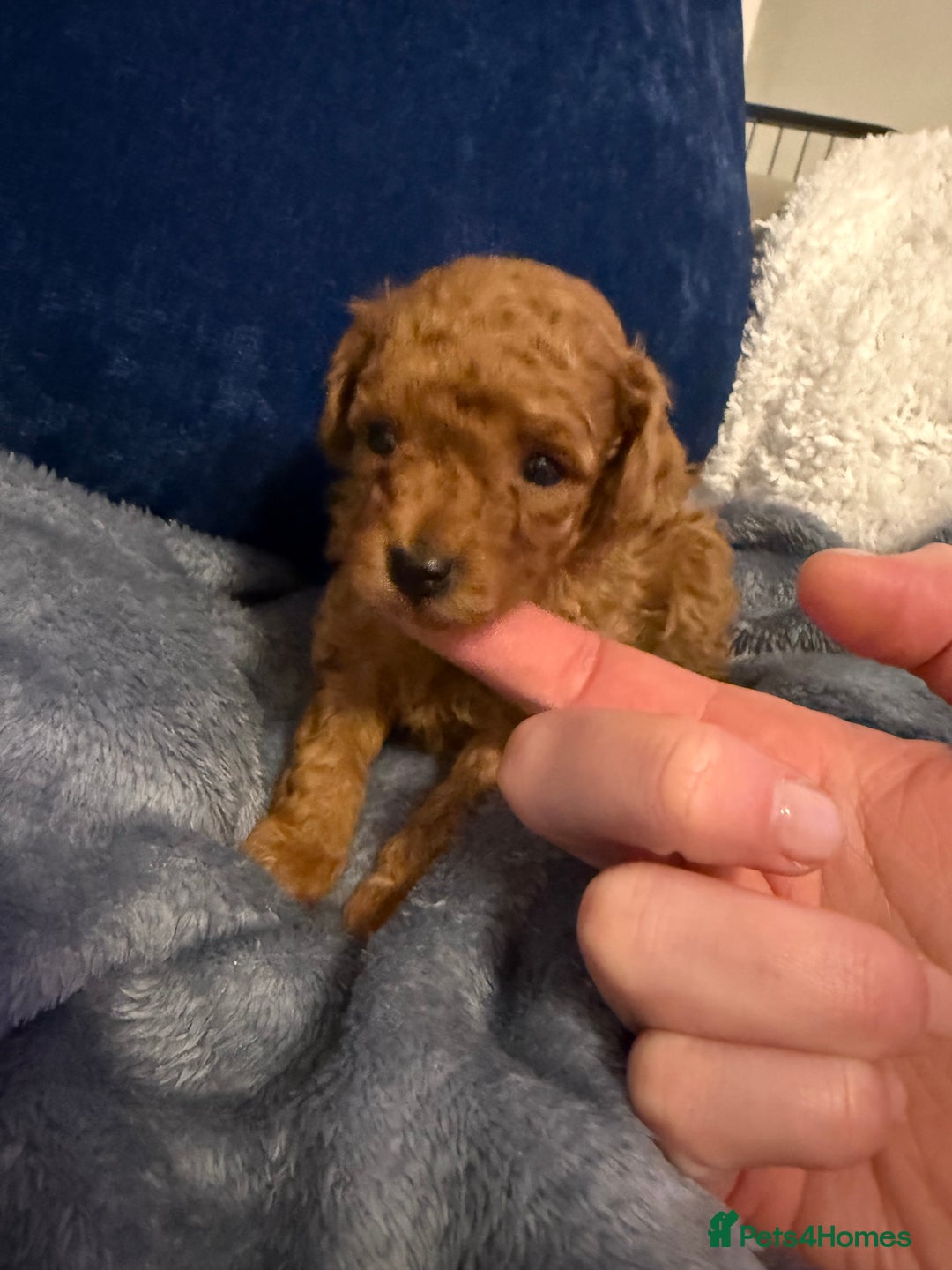 Toy Poodle dogs for sale: Red toy poodle boy available  - Advert 2