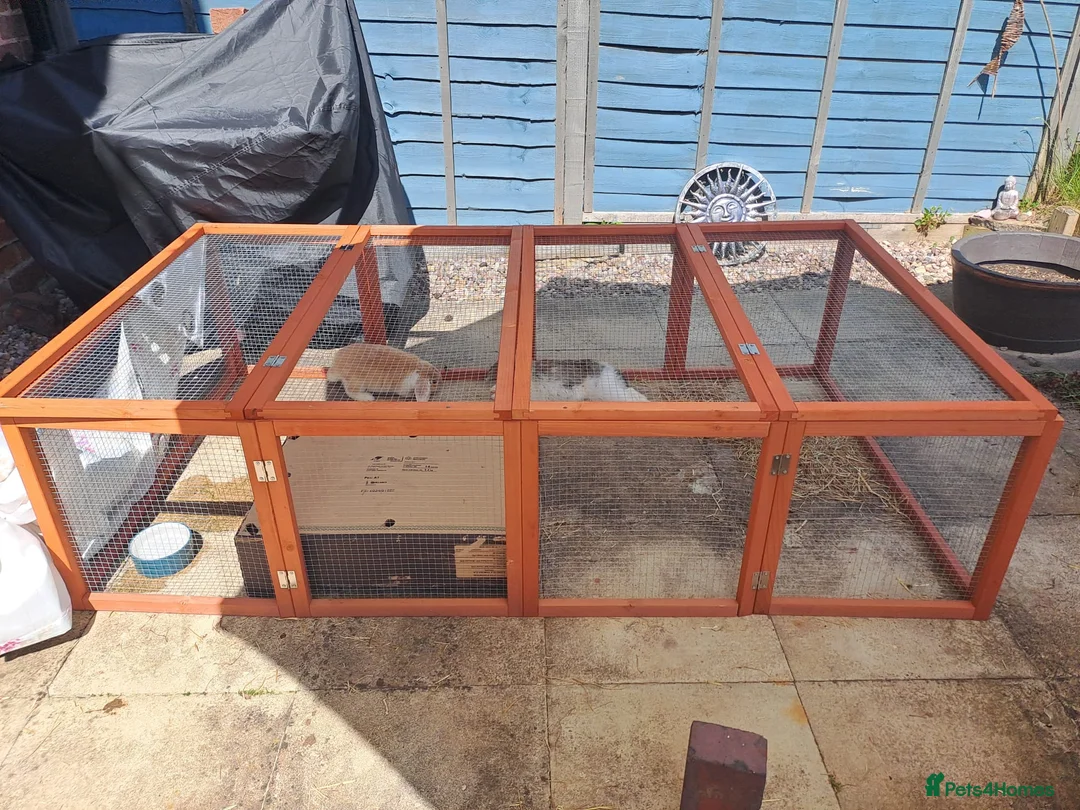 Mini Lop rabbits for sale: 2 male mini lop rabbits!!! - Advert 2