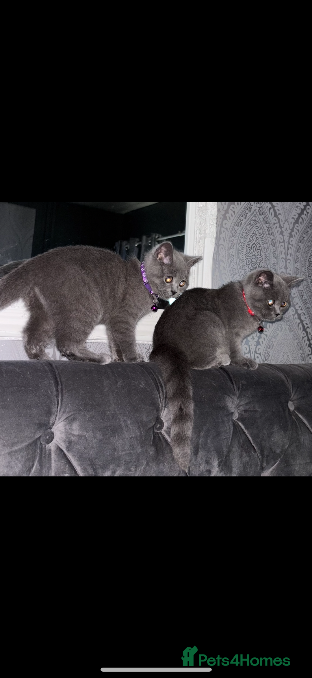 British Shorthair cats for sale: Blue British shorthair  - Image 11
