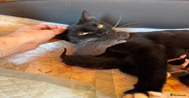Mixed Breed cats - Advert 14