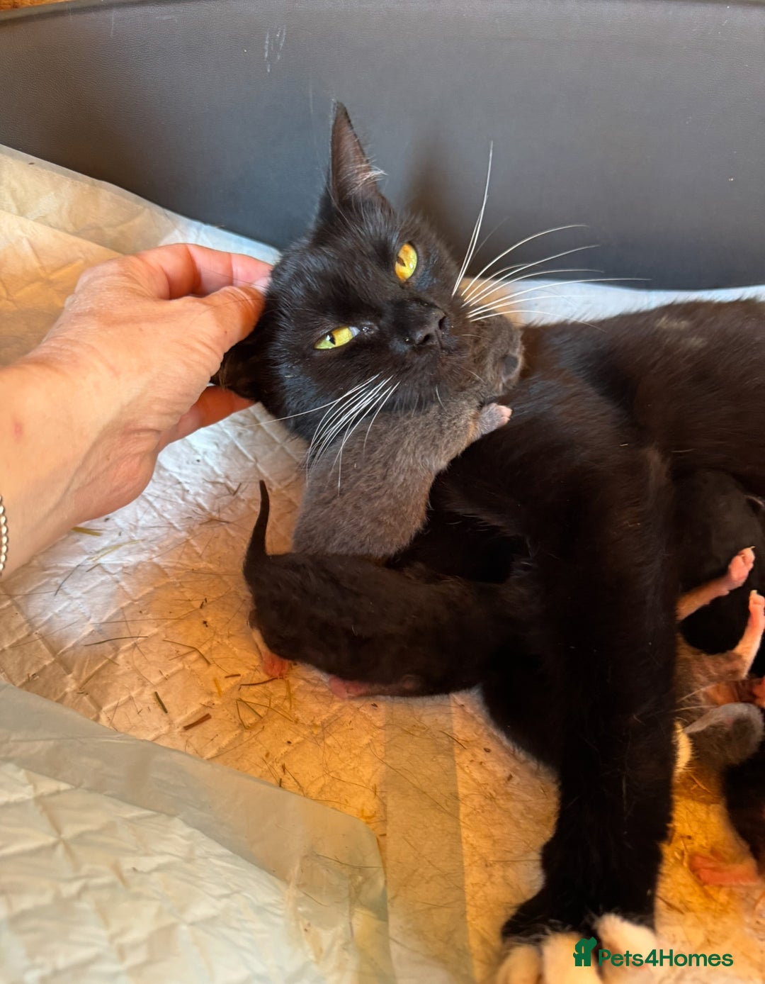 Mixed Breed cats for sale: Kittens for sale - Image 3