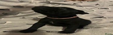 Staffordshire Bull Terrier Puppy 9