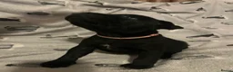Staffordshire Bull Terrier dogs for sale: Black/blue staffy pups - Advert 19
