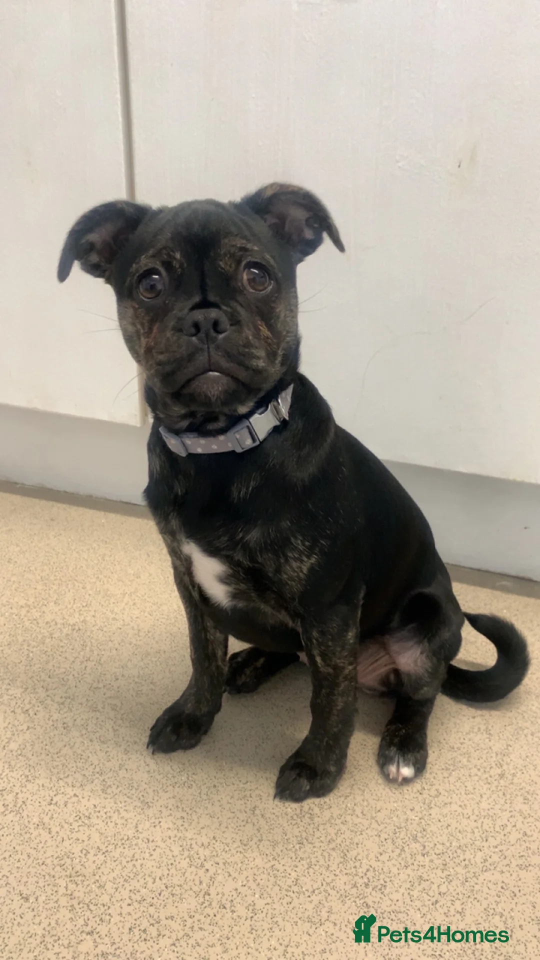 Mixed Breed dogs for sale: Girl pup  in Swindon - Advert 5