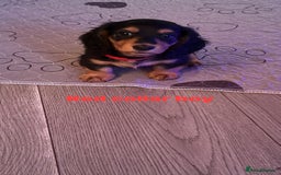Miniature Dachshund dogs for sale: Miniature long haired dachshund  - Image 19