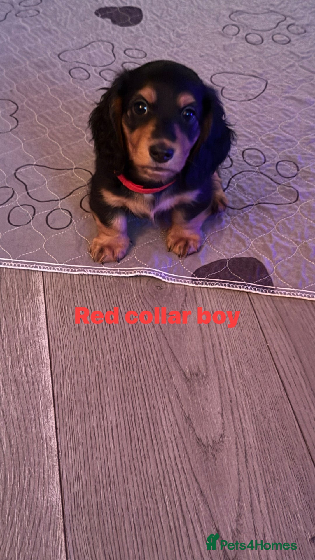 Miniature Dachshund dogs for sale: Miniature long haired dachshund  - Image 19