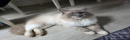 Ragdoll cats for sale: Ragdolls kittens. - Advert 9