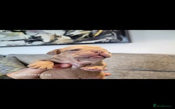 Olde English Bulldogge dogs for sale: Old English Bulldog Puppies - Image 21