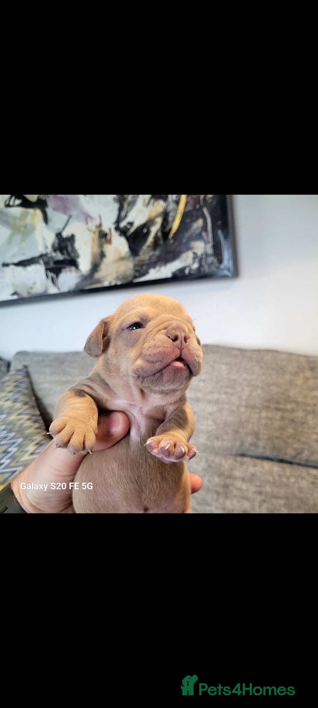 Olde English Bulldogge dogs for sale: Old English Bulldog Puppies - Image 21