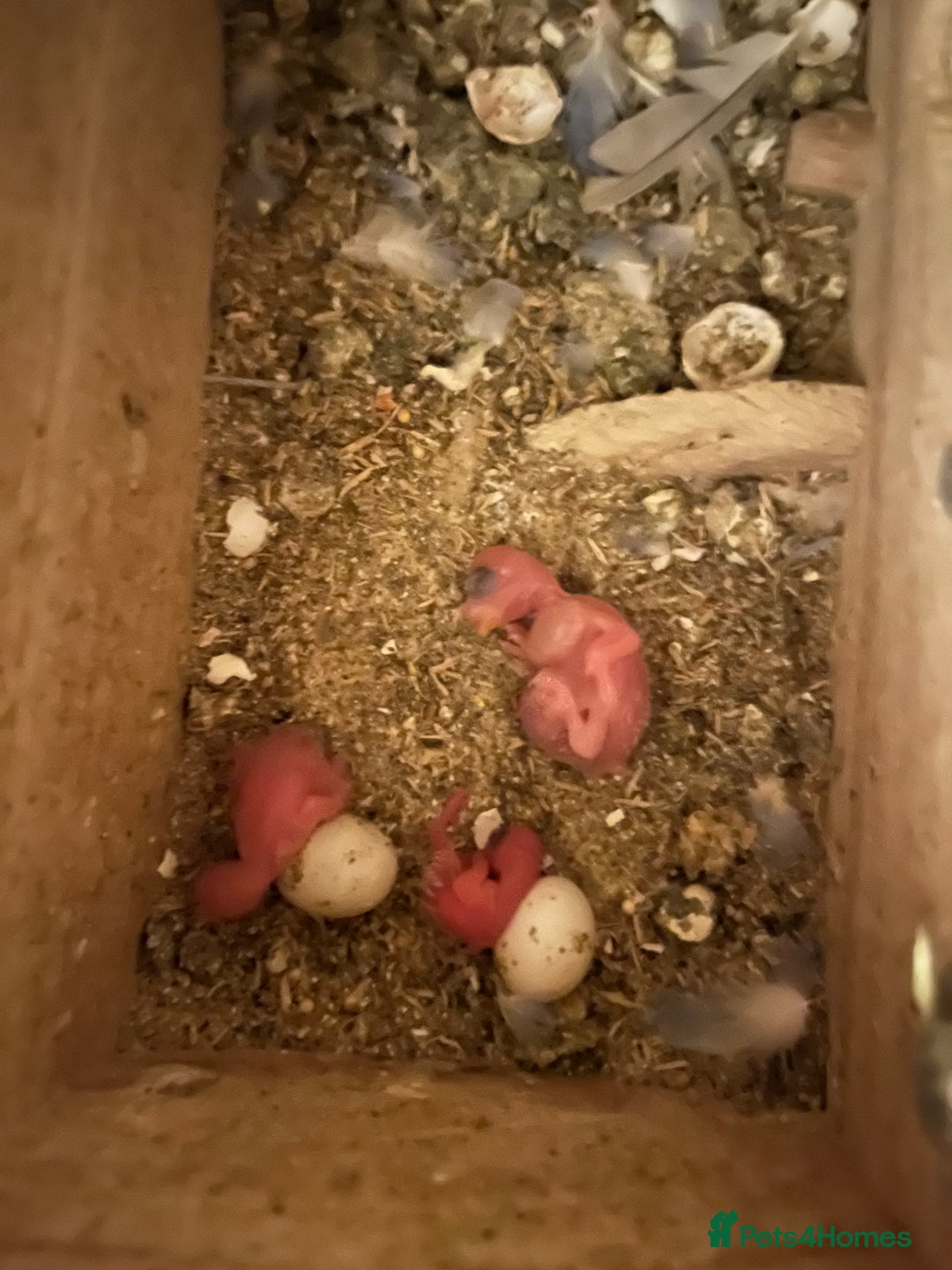 Budgerigars birds for sale: Stunning RARE Hagoromo/Helicopter Budgies for sale - Advert 5