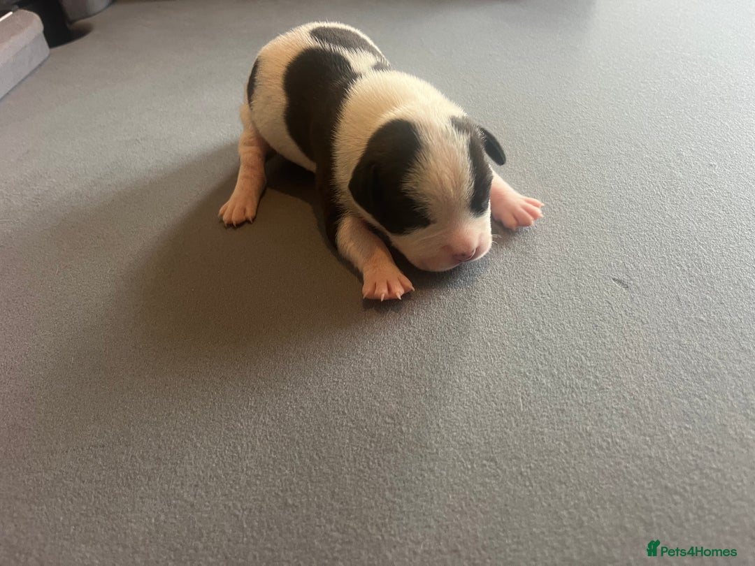 Mixed Breed dogs for sale: StaffyXAmerican bulldog puppies  - Image 29