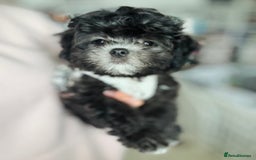 Maltipoo dogs for sale: 🩵Last Top Quality Rare Korean/Asian F1 Maltipoo🩵 in Bathgate - Image 36
