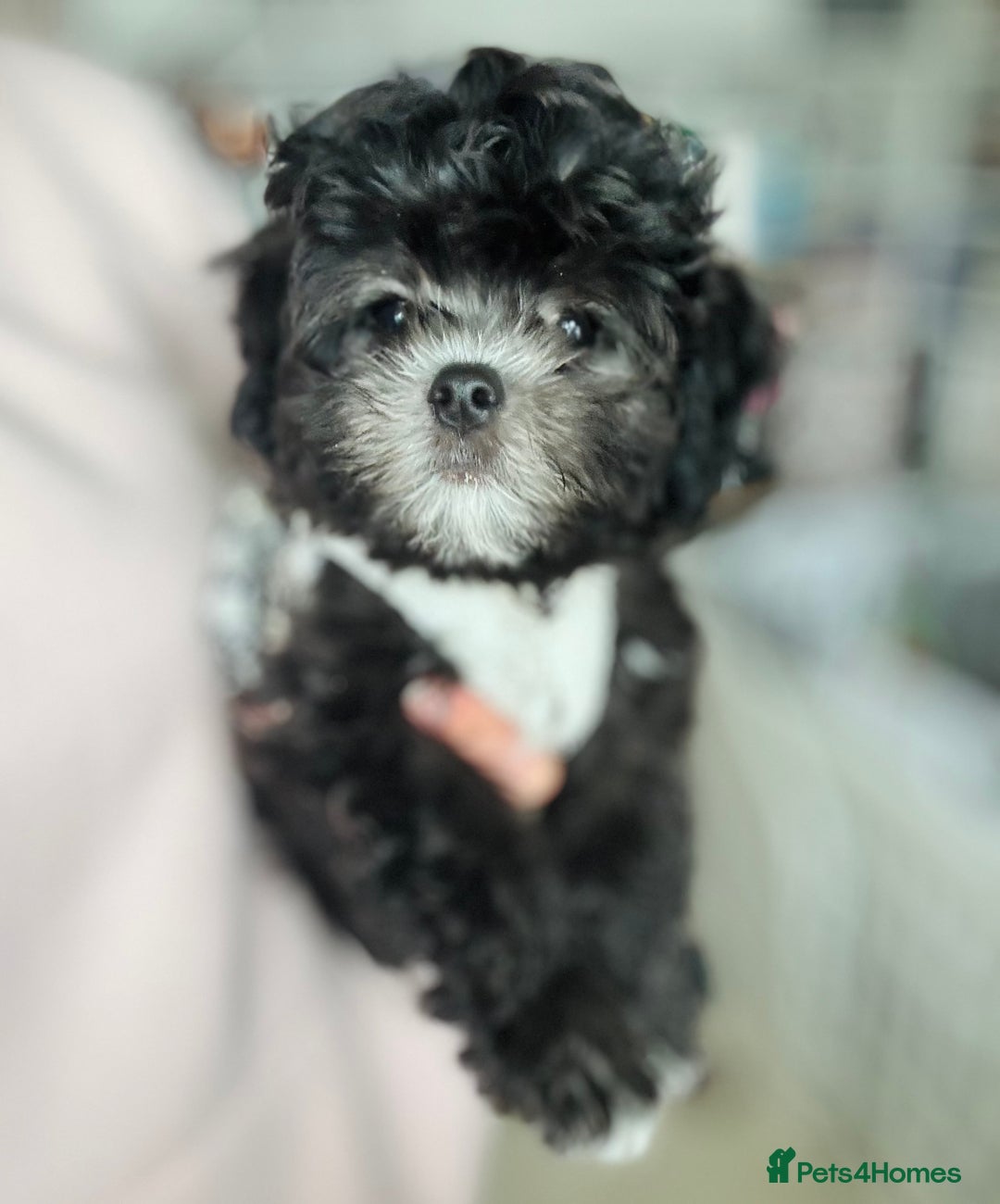 Maltipoo dogs for sale: 🩵Last Top Quality Rare Korean/Asian F1 Maltipoo🩵 in Bathgate - Image 36