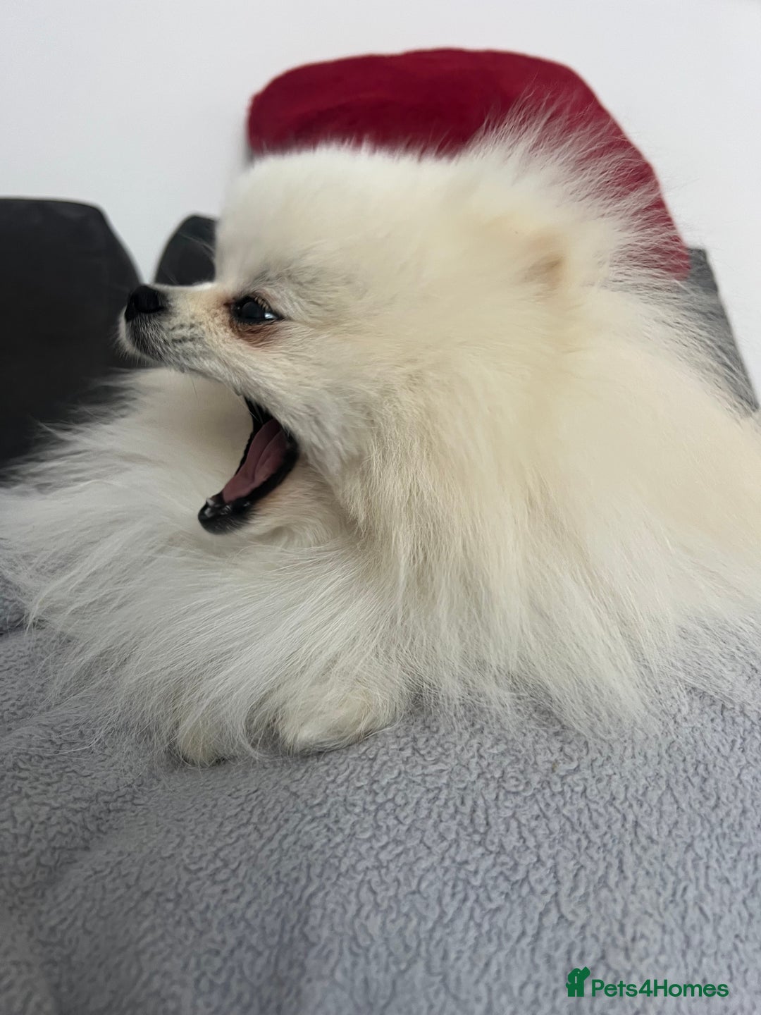 Pomeranian dogs for sale: Pomeranian white - Image 5