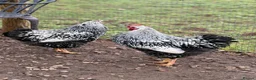 Chickens poultry for sale: Two Beautiful Brother Cockerels Looking for Home - Advert 4