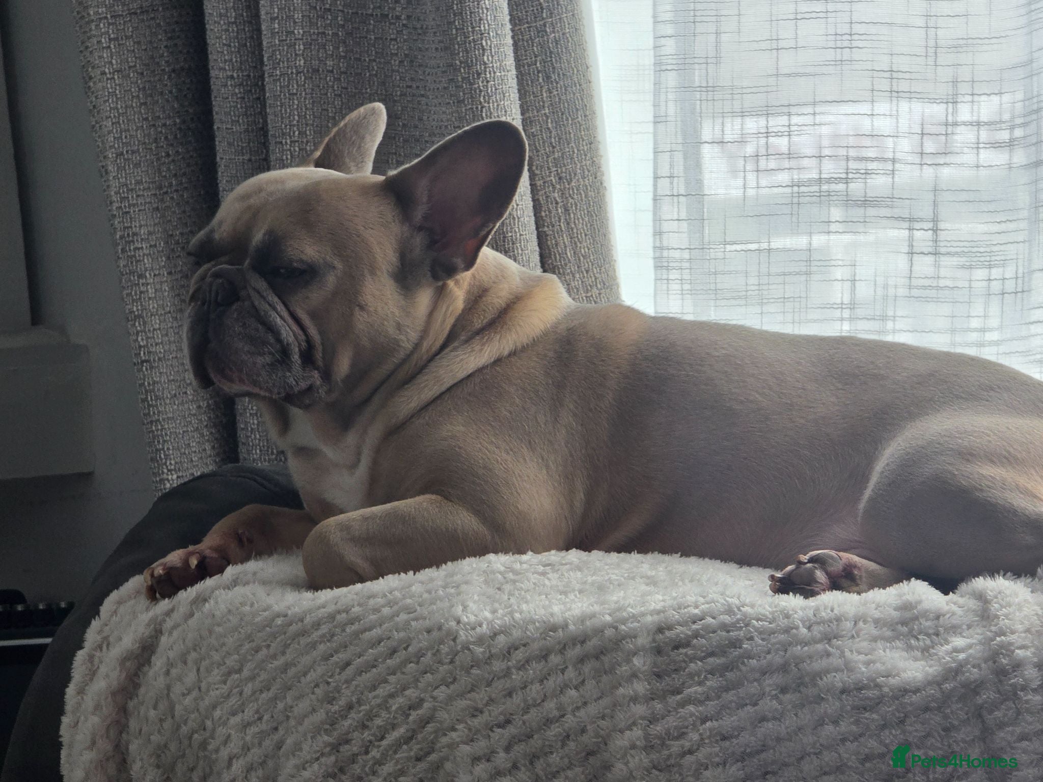 French Bulldog dogs For stud - Advert 2