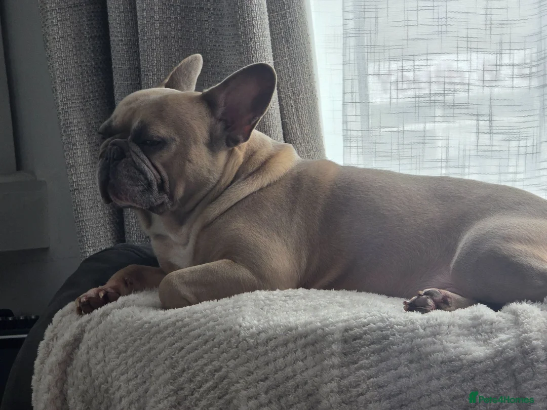 French Bulldog dogs for stud: For stud - Advert 1