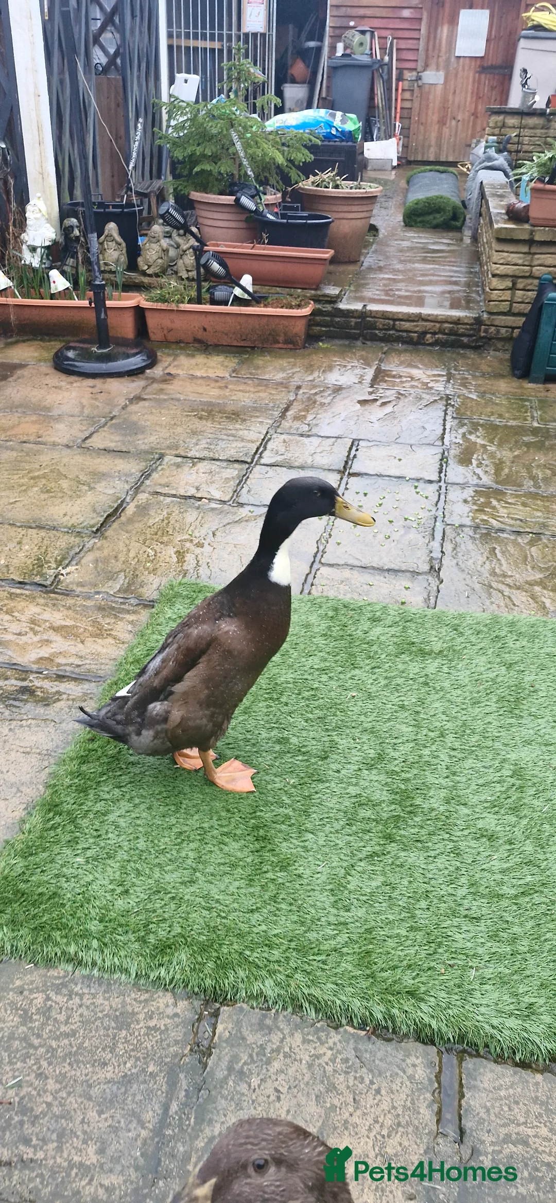 Ducks poultry for sale: Indian runner duck - Advert 4