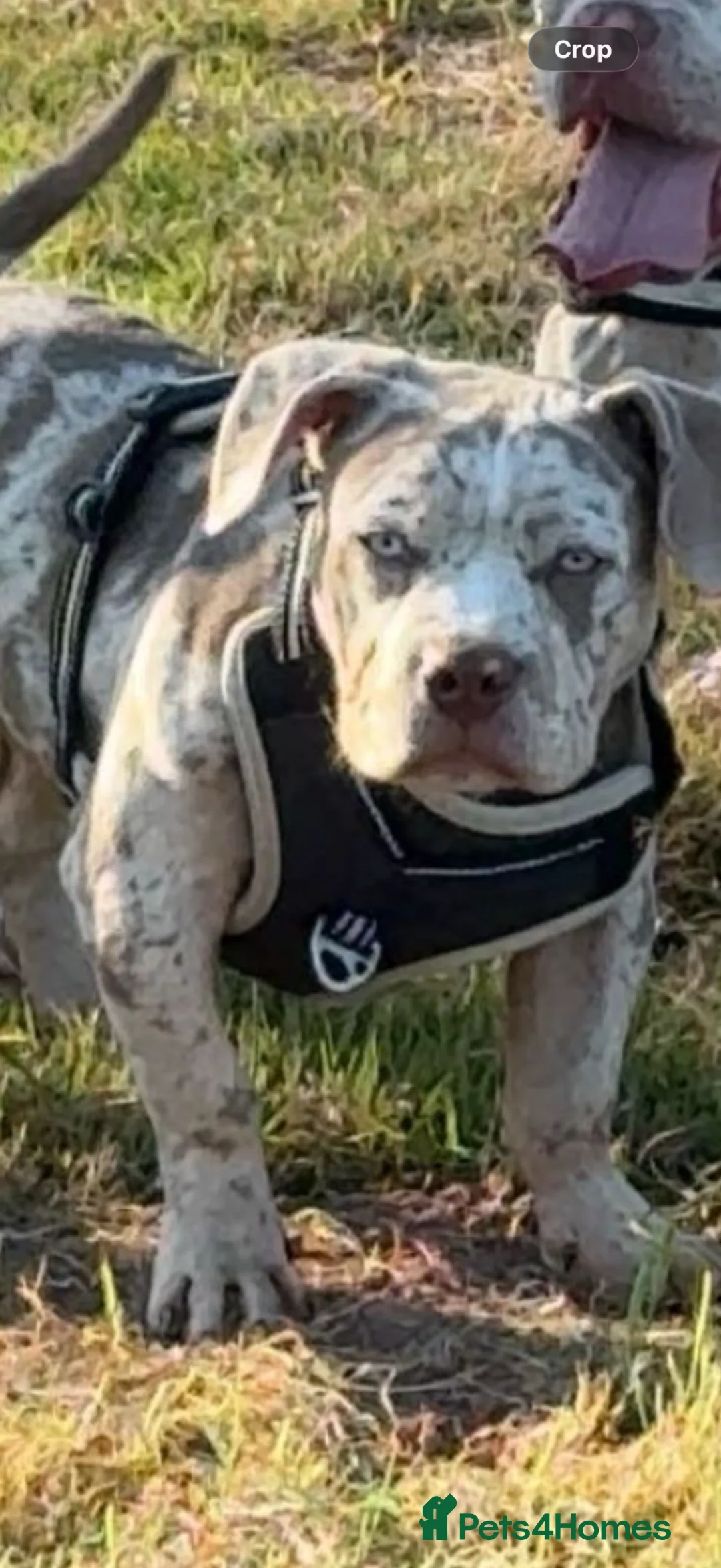 American Bully dogs for sale: Mabel in Newport - Advert 2