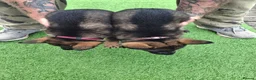 German Shepherd dogs for sale: Fully Health Tested KC Registered Working Line - Advert 11