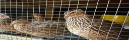 Hens poultry for sale: Quail Aseel Hens  - Advert 3