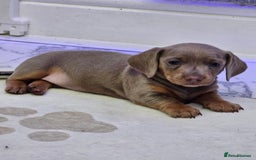 Miniature Dachshund dogs for sale: Miniature Smooth Dachshund Puppies  - Image 16
