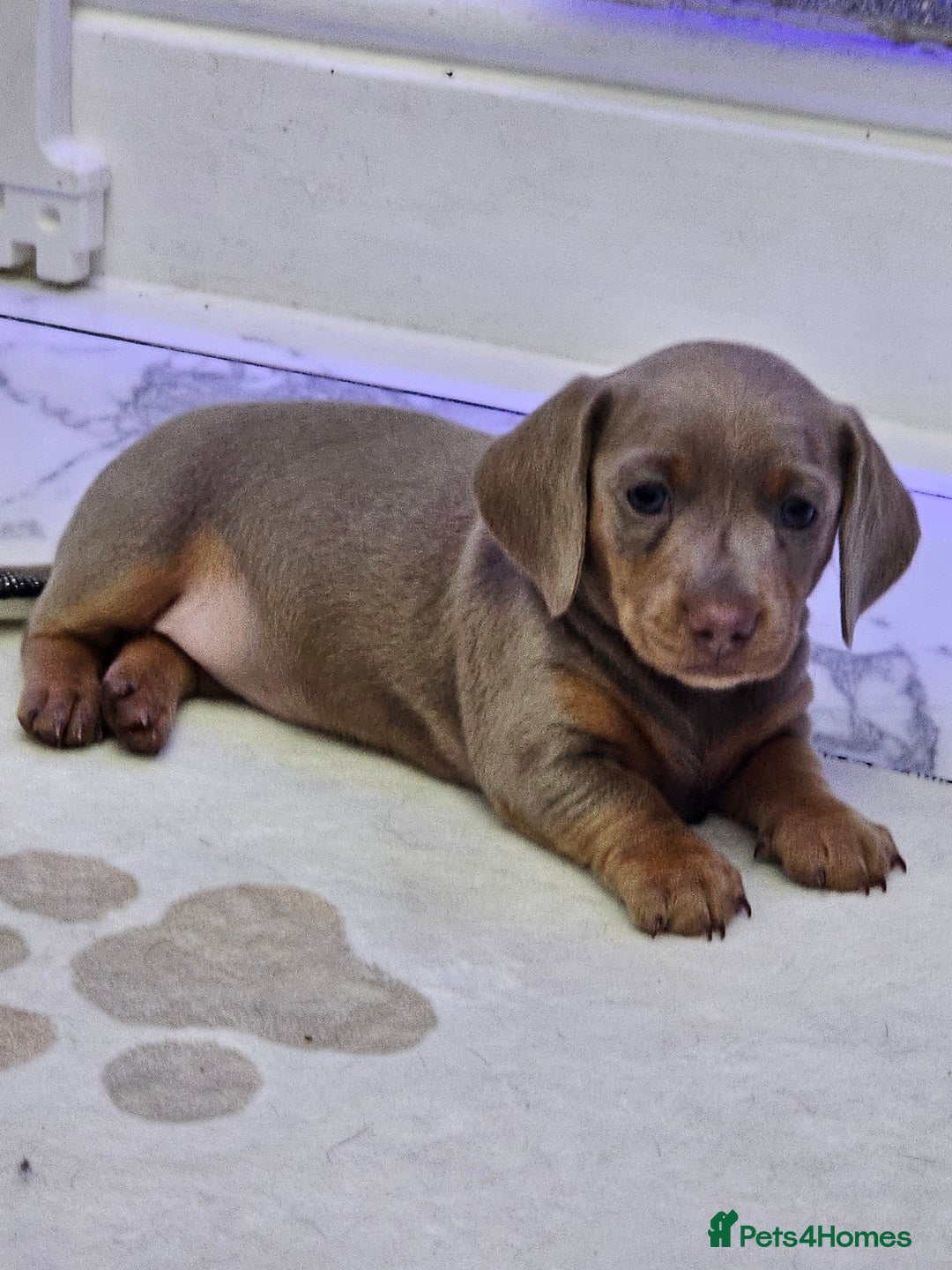 Miniature Dachshund dogs for sale: Miniature Smooth Dachshund Puppies  - Image 16