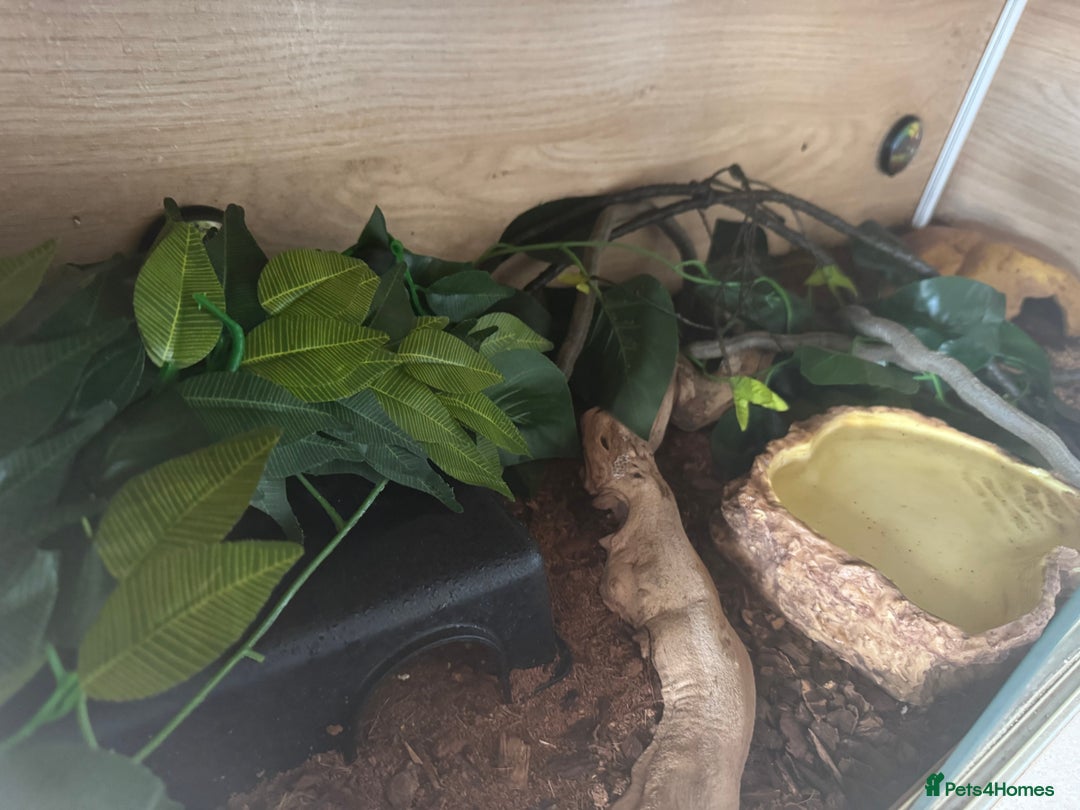 Python Snake reptiles for sale: Ball python  - Image 5