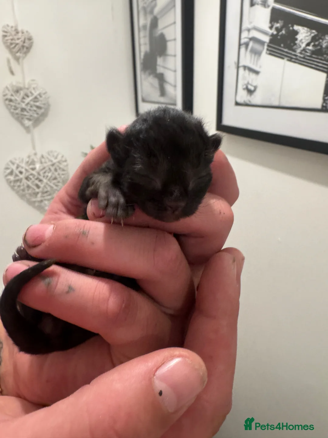 Maine Coon cats for sale: 4 BEAUTIFUL mainecoon x bengal kittens for sale - Advert 18