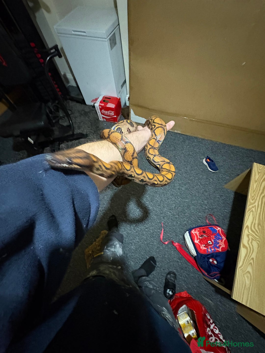 Boa Snake reptiles for sale: Rainbow boa n full setup - Advert 5