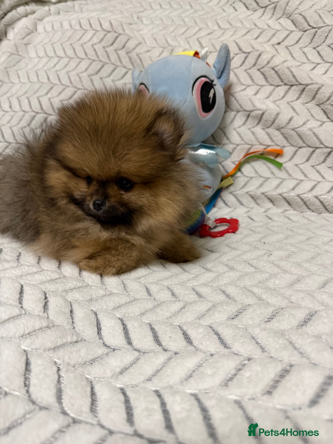 Pomeranian dogs for sale: ***Exquisite Kc reg Pomeranian Puppies *** - Advert 11