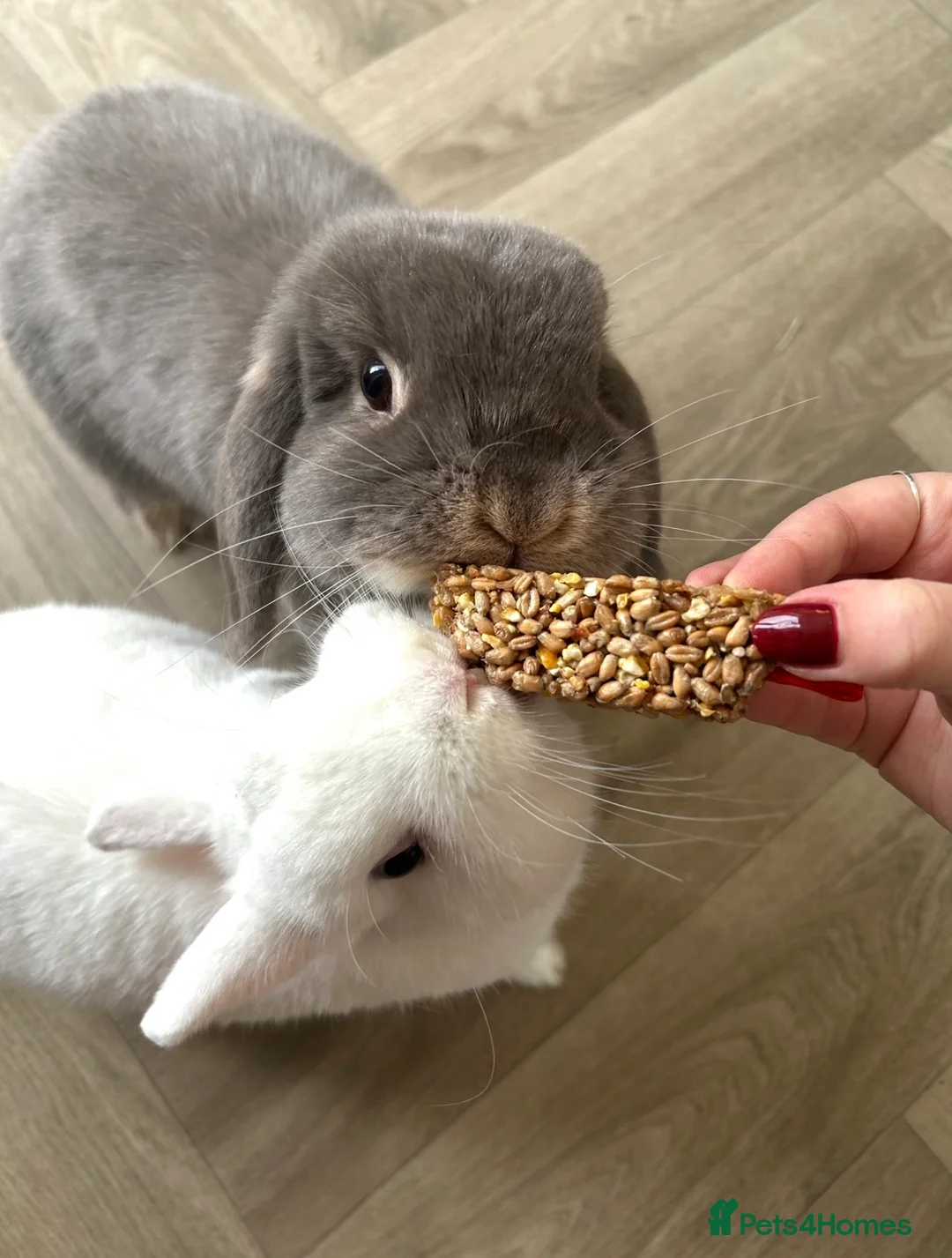 Mini Lop rabbits for sale: Female Mini Lop & male Netherland Dwarf - Advert 2