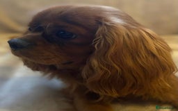 Cavapoo dogs for sale: Outstanding F1 Apricot Cavapoo puppies  - Image 26