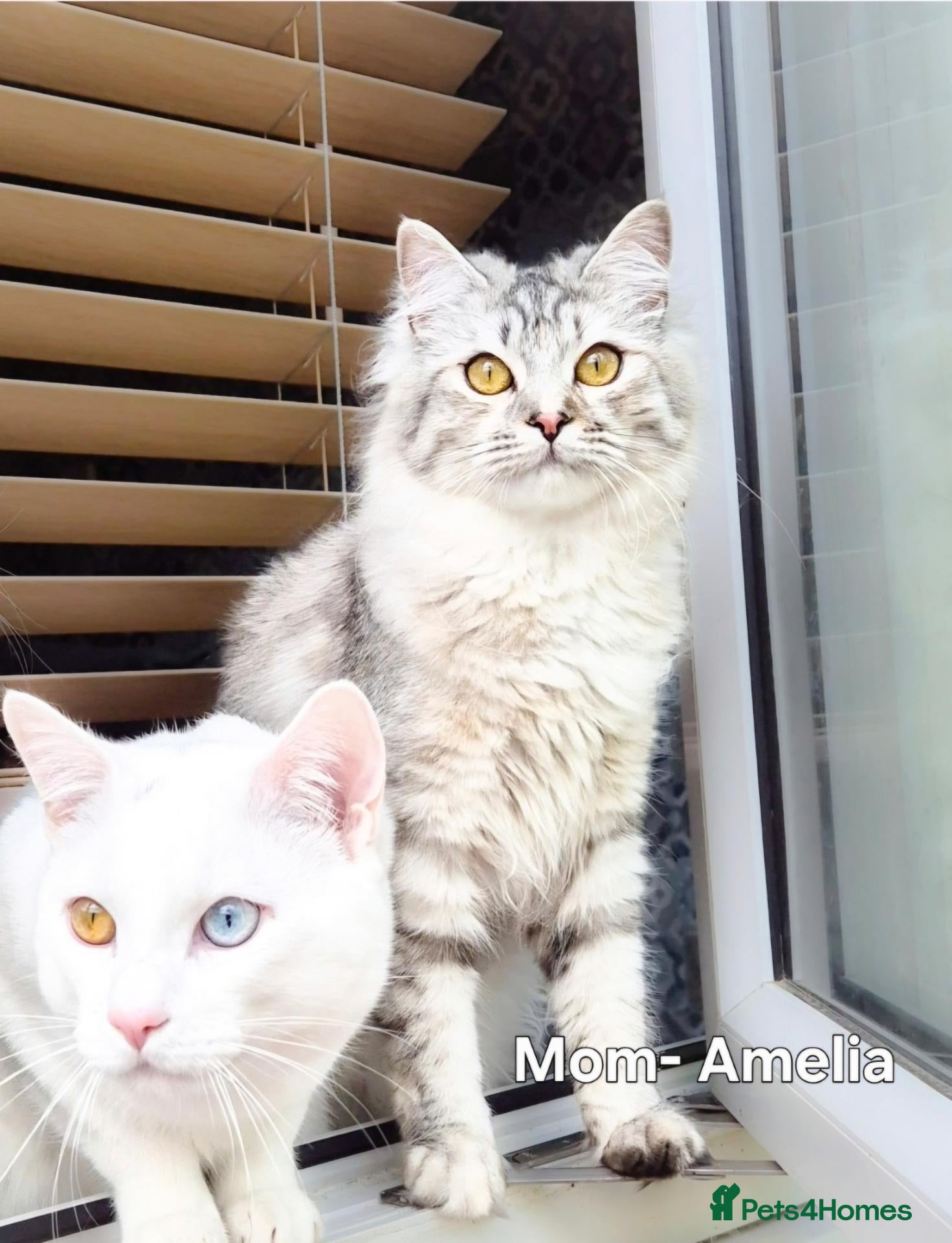 Himalayan cats Fluffy Doll-Face Persian & Himalayan Mix Kittens - Advert 2