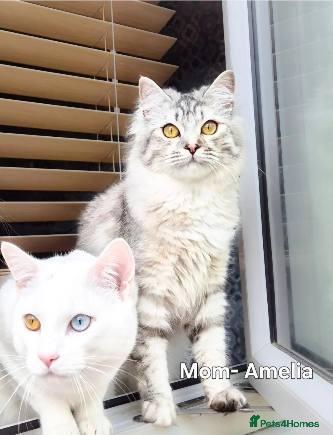 Himalayan cats for sale: Fluffy Doll-Face Persian & Himalayan Mix Kittens - Advert 1
