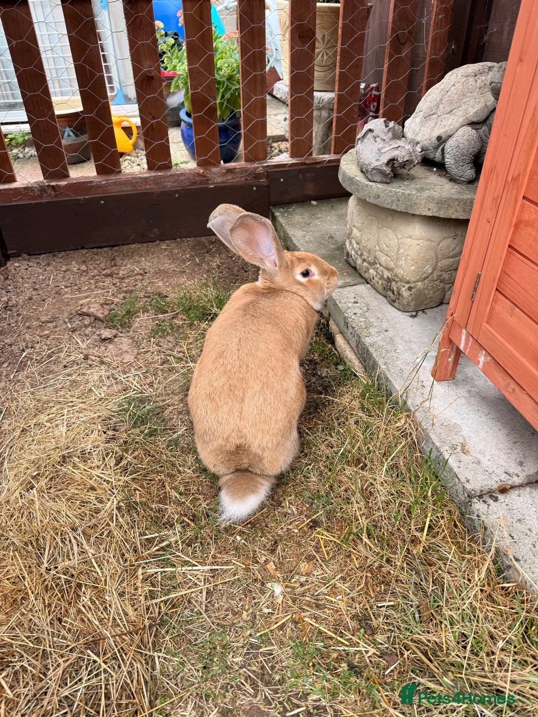 Continental Giant rabbits for sale: Giant continental  in Swindon - Advert 3
