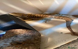 Bearded Dragon reptiles for sale: Bearded Dragons - Advert 2