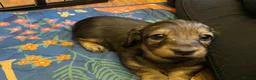 Miniature Dachshund dogs for sale: Stunning Long-haired Miniature Dachshund Puppies - Advert 3