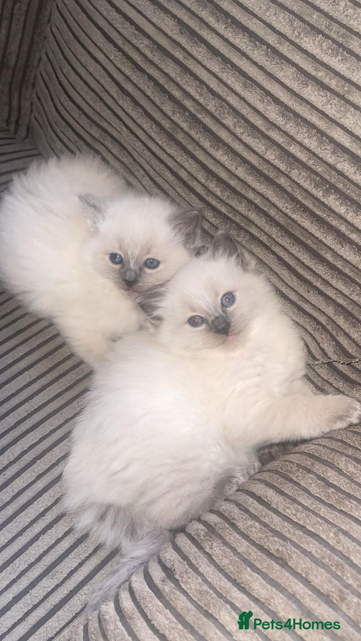 Ragdoll cats Ragdoll kittens ready to leave‼️ - Advert 1