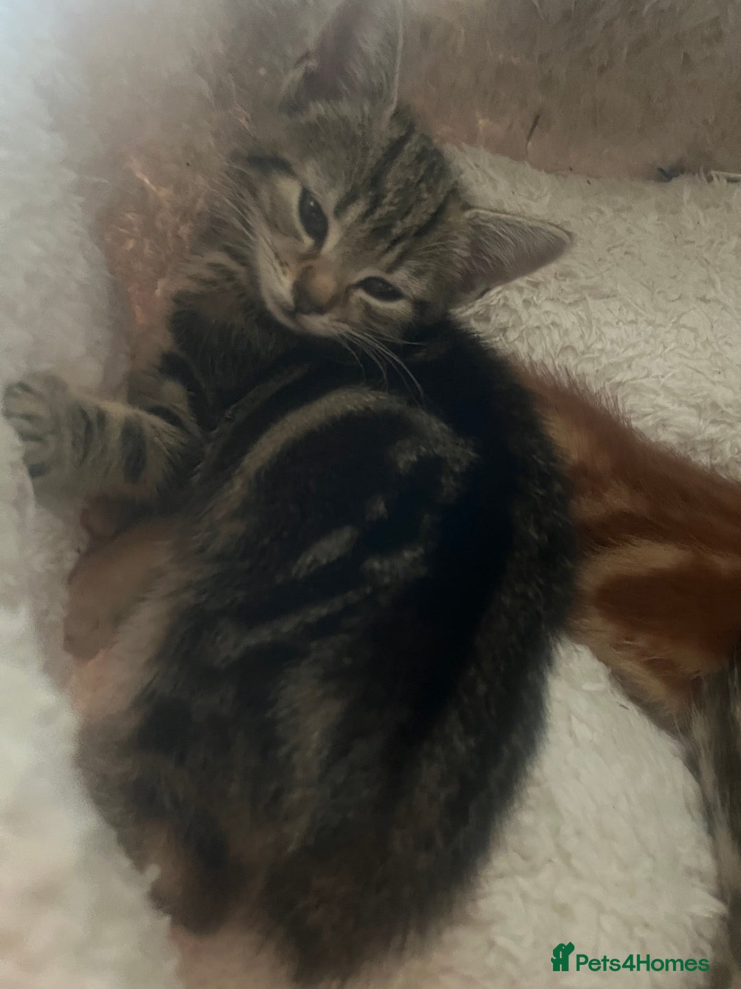 Mixed Breed cats for sale: Kittens ready for new homes - Image 2