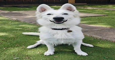 White Swiss Shepherd dogs - Advert 6