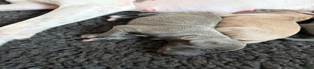 Italian Greyhound Puppy 3