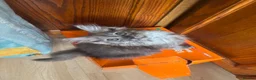 Ragcoon cats for sale: Cuteness Overload Incoming! Adorable Ragcoon Kitts - Advert 19